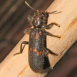 Phloeocopus ferreti